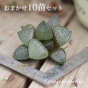 【4-11日全商品ポイント5倍】夏の福袋第4弾　絶品ハオルチアおまかせ10苗セット　多肉植物　エケベリア