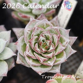【1等100%ポイントバック】カレンダーセットミニ　名札付きエケベリア2種類+2026年トロピカルガーデンオリジナルカレンダー2種類　多肉植物　エケベリア　観葉植物　ギフト