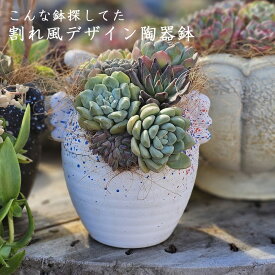 割れ風デザイン陶器鉢セット　中5＋M　おしゃれ　陶器鉢　植木鉢　エケベリア　多肉植物　観葉植物