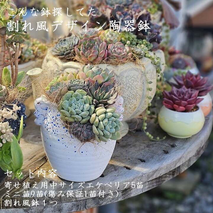 楽天市場】割れ風デザイン陶器鉢セット 中5＋M おしゃれ 陶器鉢 植木鉢 