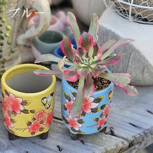 AGIjE܂1c{؍IׂJ[Zbg@A   ϗtA CeA av[g a v[g Mtg j