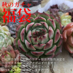 B+D@肪ƂI̊ӂ̋C߂ďH̃K`ܑe@傫ȃ[Ai1{Aj}2{TCYGPxA5{~jcZbg1@Mtg@ϗtA@CeA