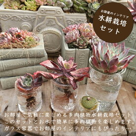 お部屋を彩る水耕栽培セット　多肉植物 おしゃれ 多肉 観葉植物 インテリア 誕生日プレゼント 誕生日 プレゼント ギフト お祝い