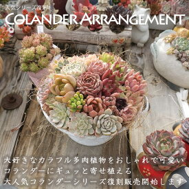 B＋札＋中10＋M2＋RO　コランダーセット　多肉植物 おしゃれ 多肉 観葉植物 インテリア 誕生日プレゼント 誕生日 プレゼント ギフト お祝い