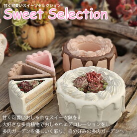 【新デザイン追加】B＋札　スイーツシリーズ寄せ植えセット　多肉植物 おしゃれ 多肉 観葉植物 インテリア 誕生日プレゼント 誕生日 プレゼント ギフト お祝い