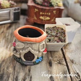 リトキノセット　ミニリトポット2.5号苗＋きのこ鉢セット　多肉植物 おしゃれ 多肉 観葉植物 インテリア 誕生日プレゼント 誕生日 プレゼント ギフト お祝い