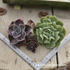 3＋1　オススメ3点セット　ギフト　観葉植物　インテリア　グリーン　多肉植物