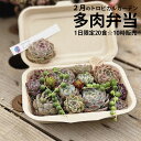 1日20食限定！平日12時販売開始☆王子の手作り多肉弁当＋デザート付き☆　多肉植物　おまかせ多肉アソート　送料無料 　観葉植物　エケベリア