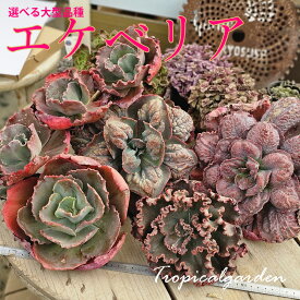 B＋札　ホワイトデーフェア　選べる大型エケベリア2点セット　多肉植物 おしゃれ 多肉 観葉植物 インテリア 誕生日プレゼント 誕生日 プレゼント ギフト お祝い