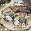 【ウサギ鉢もぎゅうぎゅうに詰め合わせました！】アンティークレトロうさぎ鉢　おしゃれ　陶器鉢　植木鉢　エケベリア　多肉植物　観葉植物