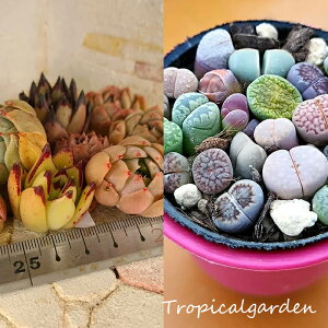 mini9+litoyڋʕizGPxAC9c{~jg[vX15Zbg@g[vX@A ܂A\[g    ϗtA CeA av[g a 