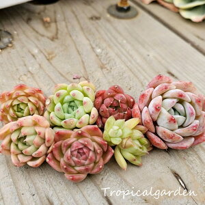 yڋʕiz|Cg@C5c+TCYGPxA1c@A ܂A\[g    ϗtA CeA av[g a v[g Mtg 