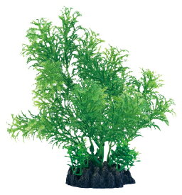 楽天市場 水草 カボンの通販