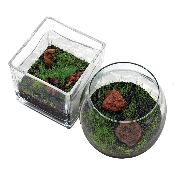 直送商品 ニッソー 育てる水草の種 ストレートヘアーソイルセット Riosmauricio Com