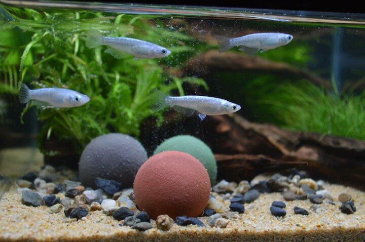 楽天市場 サンミューズ 水をキレイにする玉 メダカ用 Mixカラー 熱帯魚 アクアリウム 水質管理用品 水質調節剤 トロピカルワールド楽天市場店 楽天市場 サンミューズ 水をキレイにする玉 メダカ用 Mixカラー 熱帯魚 アクアリウム 水質管理用品 水質調節剤 トロピカルワールド楽天市場店