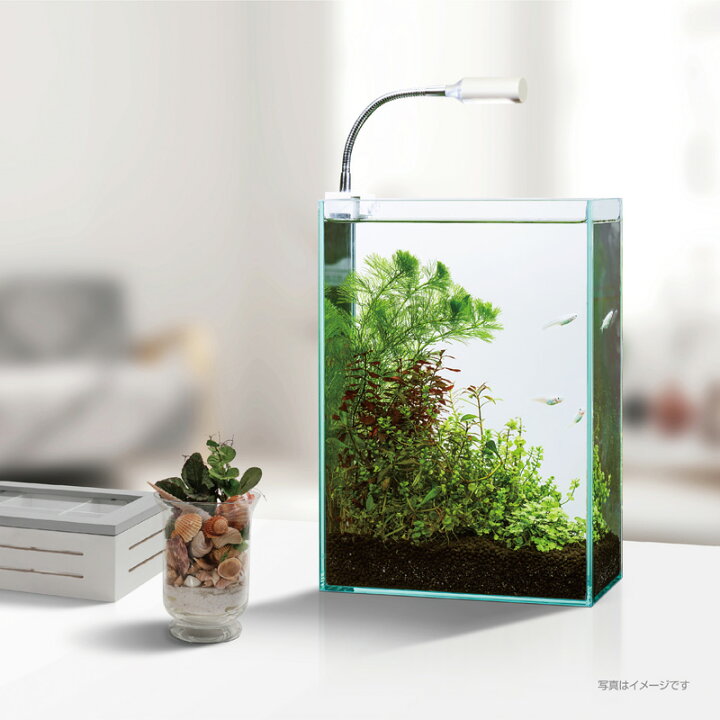 楽天市場 ｇｅｘ クリアｌｅｄ ピテラ コンパクト水槽用 小型ｌｅｄライト 熱帯魚 アクアリウム 照明 Led トロピカルワールド楽天市場店