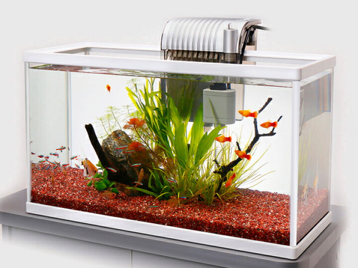 楽天市場 ポイント５倍 テトラ ホワイトアクアリウム スリム５２０ 52cm観賞魚飼育セット トロピカルワールド楽天市場店
