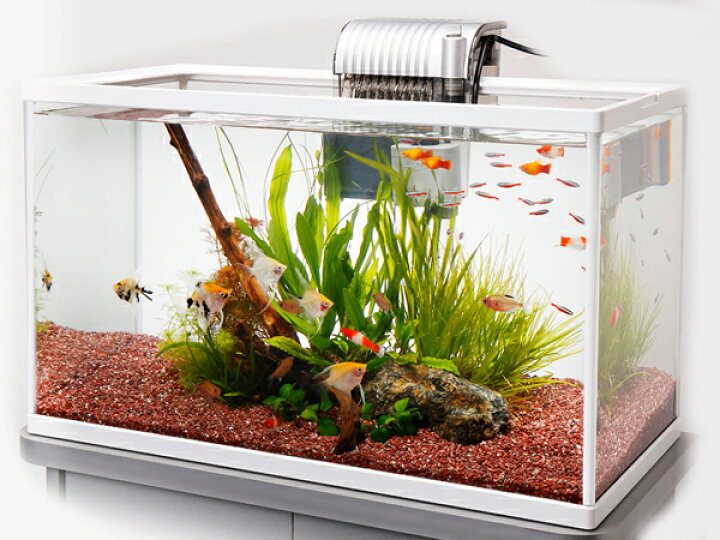 楽天市場 テトラ ホワイトアクアリウム６００ 60cm観賞魚飼育セット トロピカルワールド楽天市場店