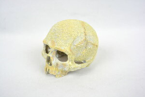 GEX エキゾテラ スカルS 爬虫類・両生類用シェルター 【爬虫類・両生類/レイアウト用品/シェルター】