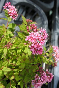 VVcPiKj7D5`9cm|bg yR쑐@쑐@؁@ԕc@ϊ؁@t@ۋʁ@񂹐A@bNK[fz