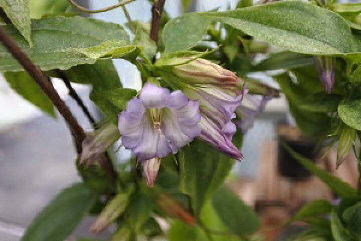 楽天市場 ツルリンドウ 蔓竜胆 ９ｃｍポット苗 山野草 花苗 通販 草花 野草 半日陰 多年草 宿根草 蔓 人気 耐寒性あり つどいの里八ヶ岳山野草園