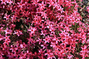 VoUNiōjXJ[bgt[ 9cmyR쑐zyOhJo[z