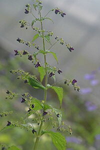 NoiqLIRViԈNj7.5`9cm|bg@yR쑐zyԁz