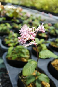 NTAWTC@AJoiiԉԑzԁj7D5`9cm|bgyR쑐z