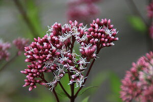 AJoi^}ULtWoJ}iԉԋʍ瓡сj9cm`10D5cm|bg(yR쑐z