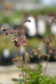 楽天市場 風鈴草の通販 楽天市場 風鈴草の通販