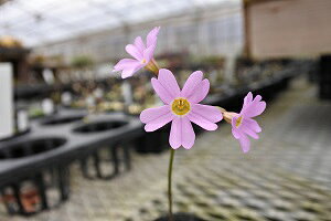 CeVIRUNiFVj7D5cm`9cm|bgyR쑐z