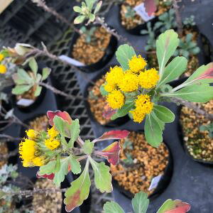 IɃVIMNiIɒej9cm|bgyR쑐z