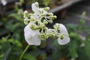 NTAWTCEVoiizԁEԁj9cmyR쑐z