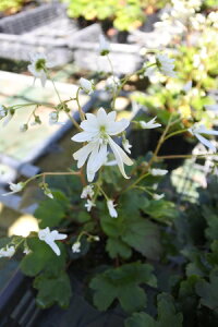 Vi~_CW\Eig啶j9cm|bgyR쑐zyԕczyʔ́zy̔z