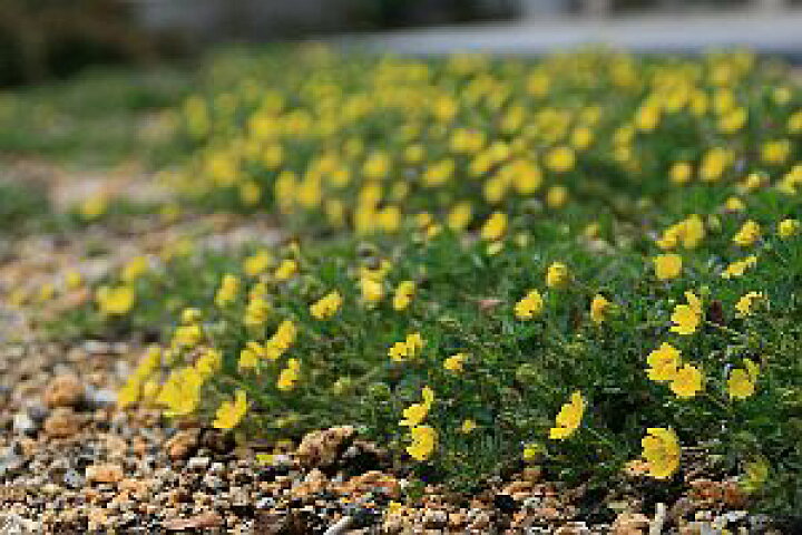 楽天市場 アカネヒメキンバイ 茜姫金梅 ７ ５ｃｍポット 山野草 つどいの里八ヶ岳山野草園