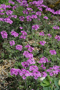 cniK^iԌ`j7D5cm`9cm|bgyR쑐z