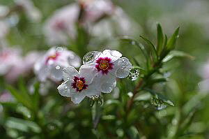 VoUNiōjR[AC9cm|bgcyR쑐@OhJo[@@Sҁ@ȒP@K[fjO@lCz