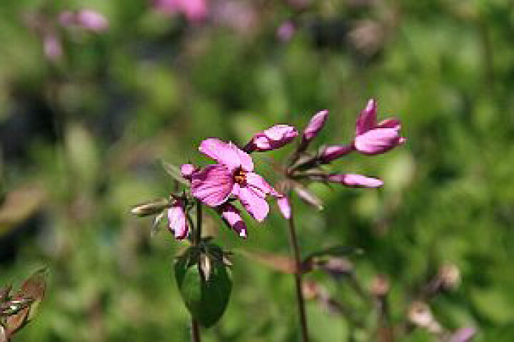 楽天市場 ツルハナシノブ 蔓花忍 ピンク７ ５ ９ｃｍポット 山野草 つどいの里八ヶ岳山野草園