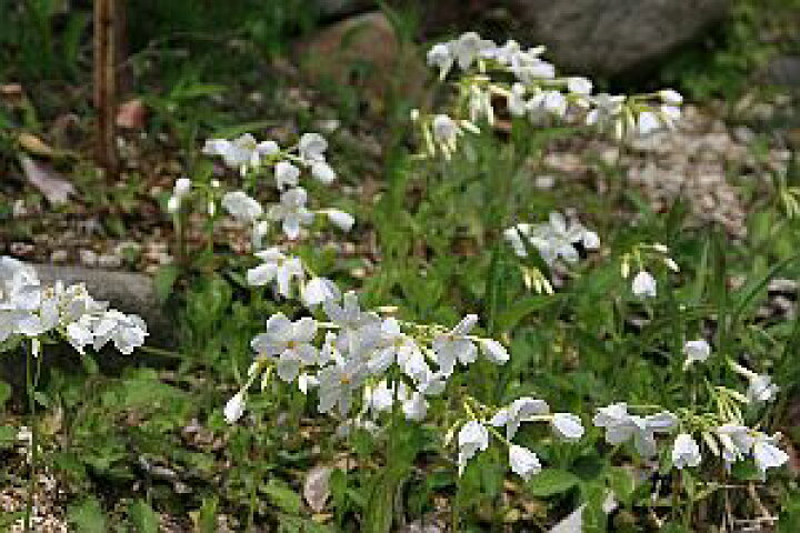 楽天市場 ツルハナシノブ 蔓花忍 白７ ５ ９ｃｍポット 山野草 つどいの里八ヶ岳山野草園