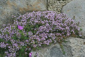 イブキジャコウソウ（伊吹麝香草）7．5〜9cm【山野草】
