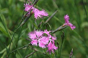 JifVRi͌qj7D5cm`9cm|bgyR쑐zyH̎z