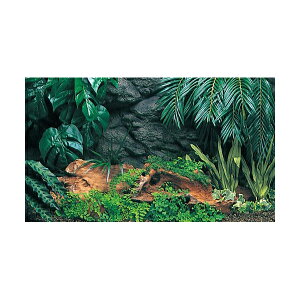 y3Zbgz H| 3DXN[ т̐_ A}] 600 MыEϏ܋ SN RguL kotobuki obNXN[ RguLH| pi Sf