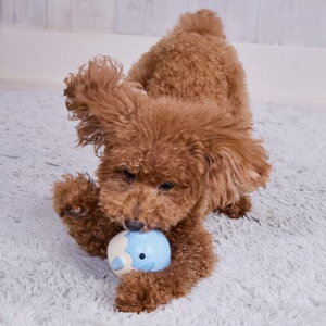 y3Zbgz yeBI p 炩TOY ׃r 