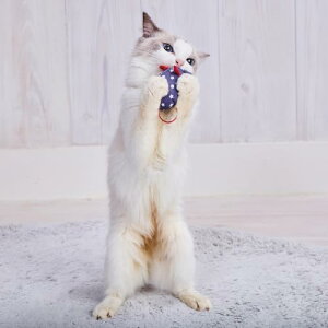 �y�e�B�I �L�p�������� �`���[�`���[NOISY�p�j�b�N �X�^�[�}�E�X