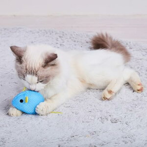 �y3�Z�b�g�z �y�e�B�I �L�p�������� �`���[�`���[NOISY�p�j�b�N �u���[�}�E�X