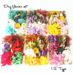 [im LALONA nhCt[Zbg ( 12킩 ) Lh/W/nhCh/TVF/A}bNX//