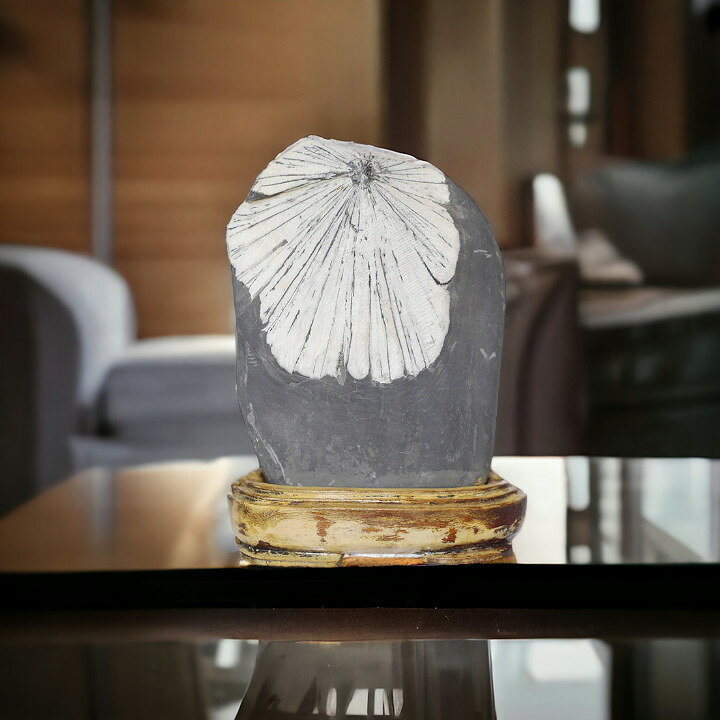 楽天市場】菊花石 No.259 観賞用 鉱石 天然 天然石 原石 インテリア 