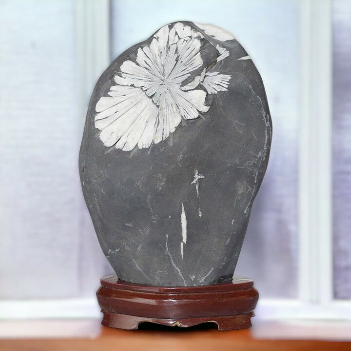 楽天市場】菊花石 No.265 観賞用 鉱石 天然 天然石 原石 インテリア 