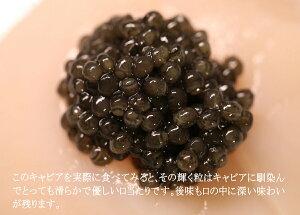 y ze No.1j[ zD&H IZgLr@caviar@tbVIV[gLr50g񂹁@@O@蕨@j@p@j@Ⓚ