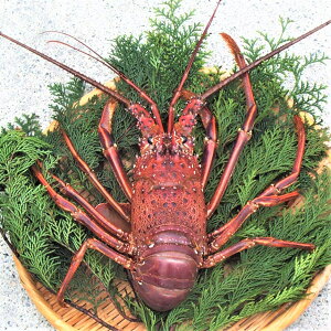 伊勢海老 500g エビの人気商品 通販 価格比較 価格 Com